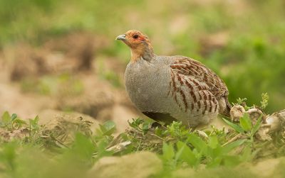 PATRIJS - Perdix perdix - GREY PARTRIDGE