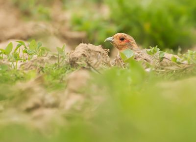 PATRIJS - Perdix perdix - GREY PARTRIDGE