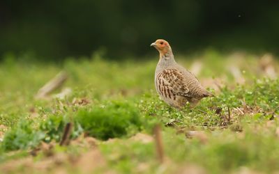 PATRIJS - Perdix perdix - GREY PARTRIDGE