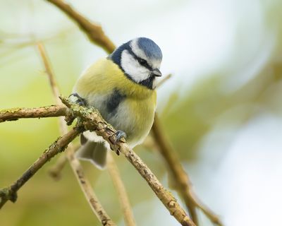 PIMPELMEES - Cyanistes caeruleus - EURASIAN BLUE TIT