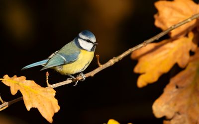 PIMPELMEES - Cyanistes caeruleus - EURASIAN BLUE TIT