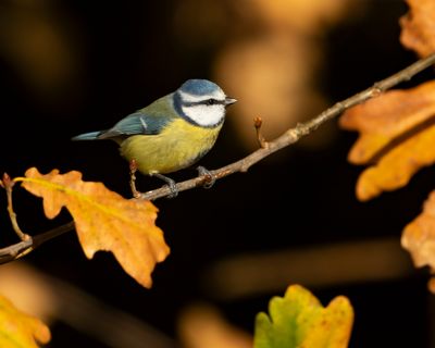 PIMPELMEES - Cyanistes caeruleus - EURASIAN BLUE TIT