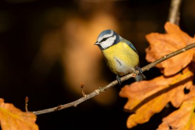 PIMPELMEES - Cyanistes caeruleus - EURASIAN BLUE TIT