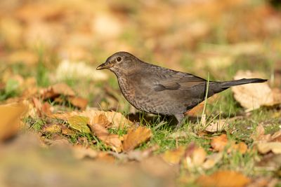 MEREL - Turdus merula - EURASIAN BLACKBIRD