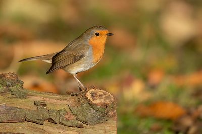 ROODBORST - Erithacus rubecula - EUROPEAN ROBIN