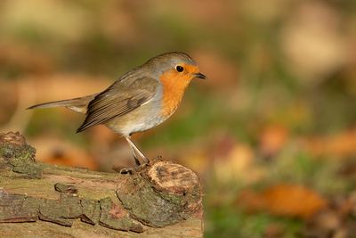 ROODBORST - Erithacus rubecula - EUROPEAN ROBIN