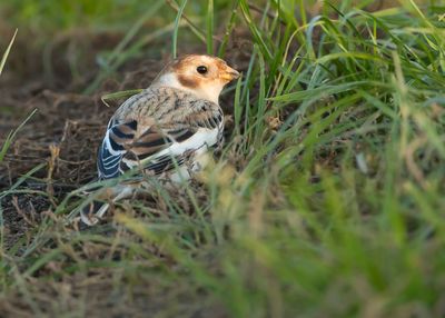 SNEEUWGORS - Plectrophenax nivalis - SNOW BUNTING