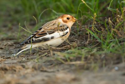 SNEEUWGORS - Plectrophenax nivalis - SNOW BUNTING