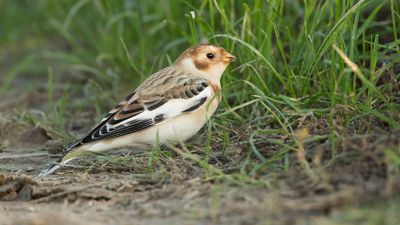 SNEEUWGORS - Plectrophenax nivalis - SNOW BUNTING