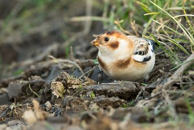 SNEEUWGORS - Plectrophenax nivalis - SNOW BUNTING