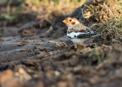 SNEEUWGORS - Plectrophenax nivalis - SNOW BUNTING