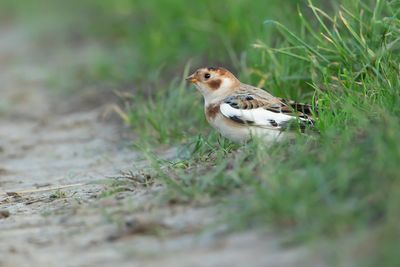 SNEEUWGORS - Plectrophenax nivalis - SNOW BUNTING