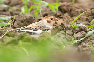 SNEEUWGORS - Plectrophenax nivalis - SNOW BUNTING