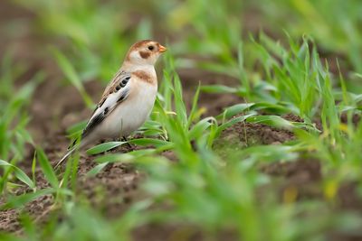 SNEEUWGORS - Plectrophenax nivalis - SNOW BUNTING