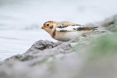 SNEEUWGORS - Plectrophenax nivalis - SNOW BUNTING