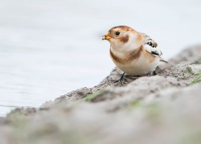 SNEEUWGORS - Plectrophenax nivalis - SNOW BUNTING