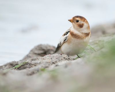 SNEEUWGORS - Plectrophenax nivalis - SNOW BUNTING