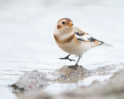 SNEEUWGORS - Plectrophenax nivalis - SNOW BUNTING