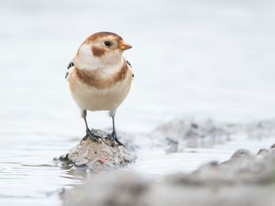 SNEEUWGORS - Plectrophenax nivalis - SNOW BUNTING