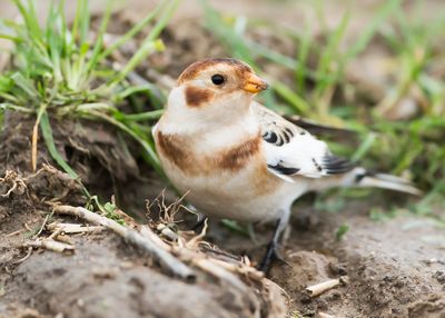 SNEEUWGORS - Plectrophenax nivalis - SNOW BUNTING