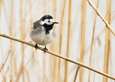 WITTE KWIKSTAART - Motacilla alba - WHITE WAGTAIL