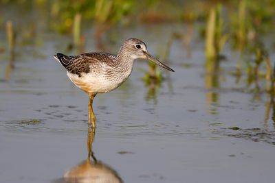 GROENPOOTRUITER - Tringa nebularia - GREENSHANK