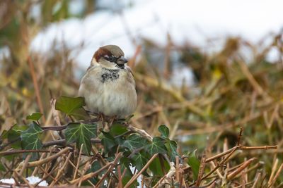 HUISMUS -Passer domesticus - HOUSE SPARROW