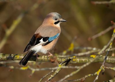 GAAI - Garrulus glandarius - EURASIAN JAY