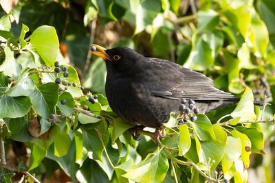 MEREL - Turdus merula - EURASIAN BLACKBIRD