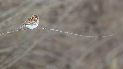 RIETGORS - Emberiza schoeniclus - REED BUNTING