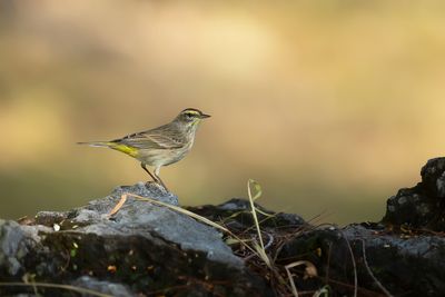 PALM WARBLER - Setophaga palmarum - PALMZANGER