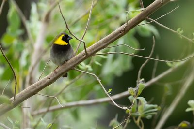 CUBAN GRASSQUIT - Phonipara canora - CUBAANSE GRASGORS