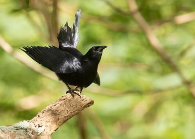 CUBAN BLACKBIRD - Ptiloxena atroviolacea - CUBATROEPIAAL 