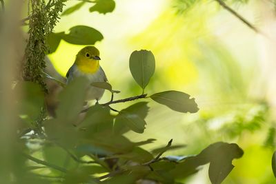 YELLOW-HEADED WARBLER - Teretistris fernandinae - GEELKOPZANGER