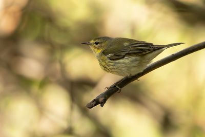 CAPE MAY WARBLER - Setophaga tigrina - TIJGERZANGER