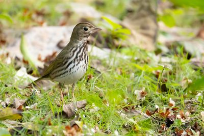 OVENBIRD - Seiurus aurocapilla - OVENVOGEL