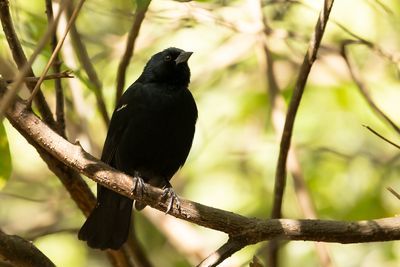 TAWNY-SHOULDERED BLACKBIRD - Agelaius humeralis - BRUINBOEGTROEPIAAL