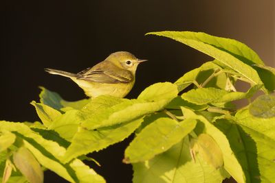 PRAIRIE WARBLER - Setophaga discolor - PRAIRIEZANGER