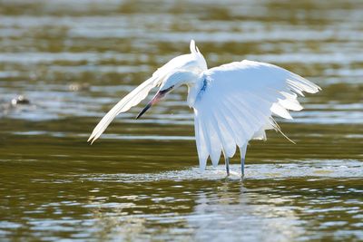 REDDISH EGRET - Egretta rufescens - ROODHALSREIGER