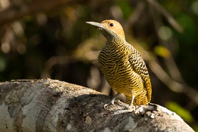 FERNANDINA'S FLICKER - Colaptes fernandinae - CUBAANSE GRONDSPECHT