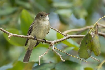 CARIBBEAN ELAENIA - Elaenia martinica - WITBUIKELENIA