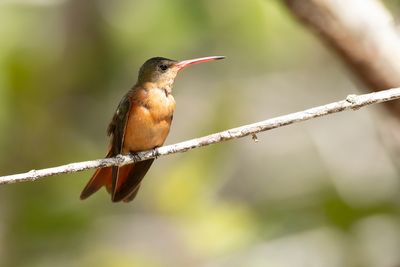 CINNAMON HUMMINGBIRD - Amazilia rutila - KANEELKLEURIGE AMAZILIA