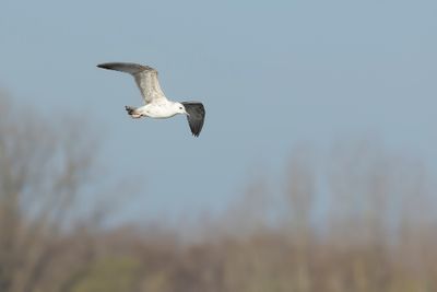 PONTISCHE MEEUW - Larus cachinnans - CASPIAN GULL