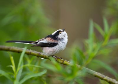 STAARTMEES - Aegithalos caudatus - LONG-TAILED TIT