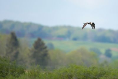 BRUINE KIEKENDIEF - Circus aeruginosus - MARSH HARRIER