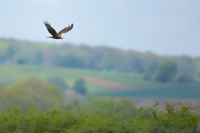 BRUINE KIEKENDIEF - Circus aeruginosus - MARSH HARRIER