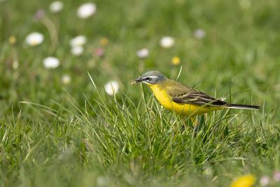 GELE KWIKSTAART - Motacilla flava - WESTERN YELLOW WAGTAIL