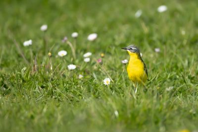 GELE KWIKSTAART - Motacilla flava - WESTERN YELLOW WAGTAIL