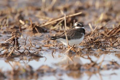 BONTBEKPLEVIER - Charadrius hiaticula - COMMON RINGED PLOVER