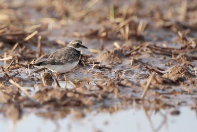 BONTBEKPLEVIER - Charadrius hiaticula - COMMON RINGED PLOVER